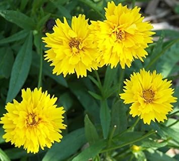 Yellow Early Sunrise Seeds for Planting – Organic, Heirloom, Non-GMO Flower Seeds